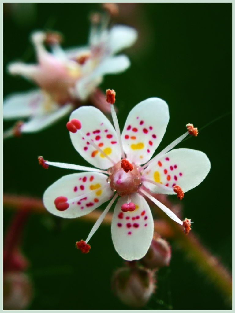 ساکسی فراگرا اوربیوم